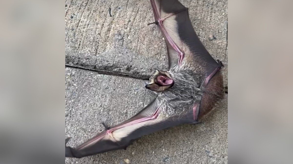 People Wanted This ‘Scary’ Baby Bat Killed — Then He Met His Best Friend