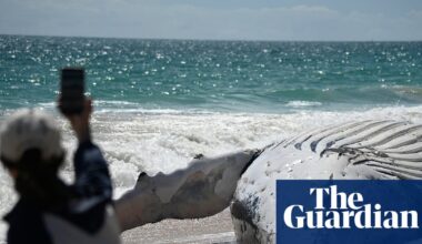 After a dead whale washed up at a Perth beach, some took selfies. Others held their nose from the stench | Western Australia