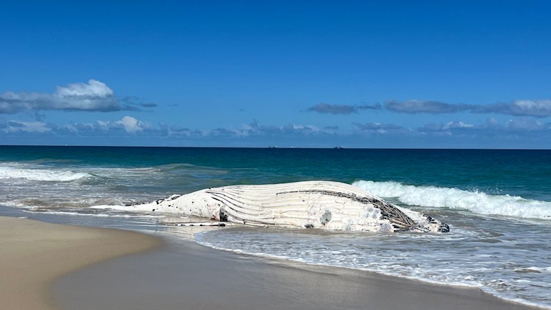 Three four-metre great white sharks circle as whale carcass washes up on Perth beach