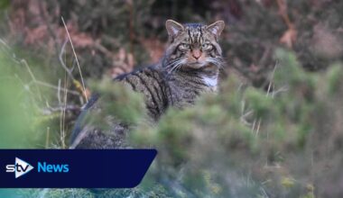 Wildcat conservationists hail breeding success in Highlands as conservation strategy reaches milestone