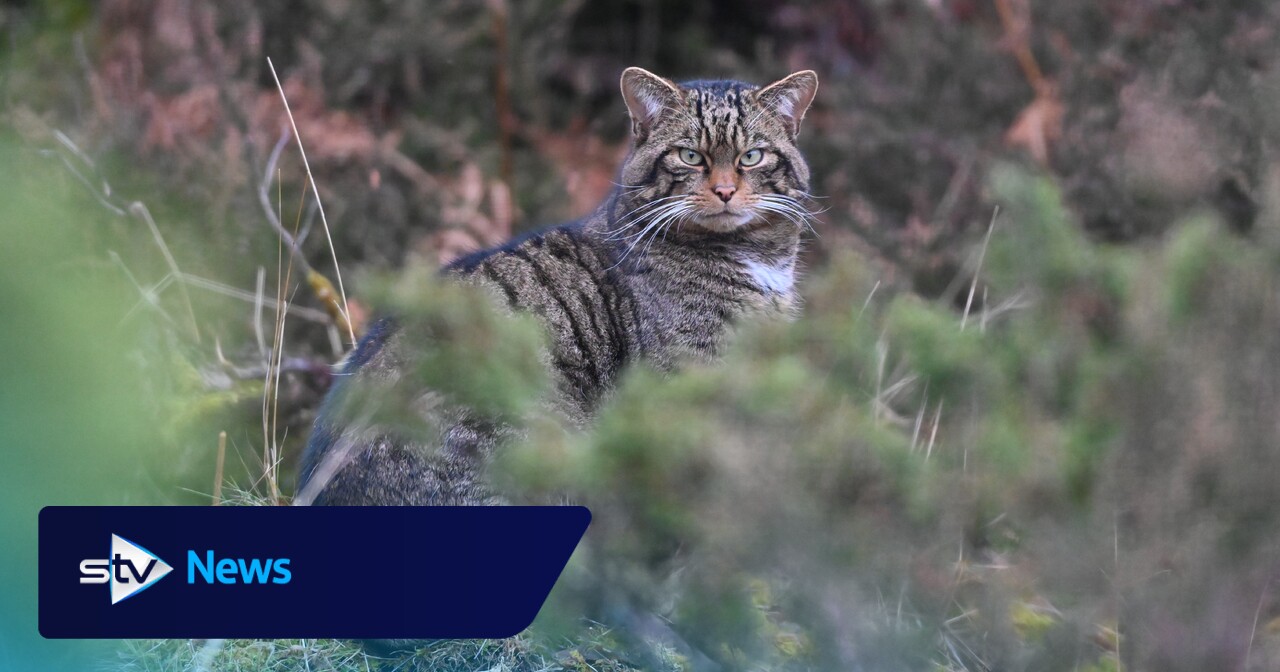 Wildcat conservationists hail breeding success in Highlands as conservation strategy reaches milestone