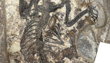 The holotype of Archetheridium sinense in dorsal view. Image credit: Hai-Bing Wang & Yuan-Qing Wang, doi: 10.11646/mesozoic.3.3.3.