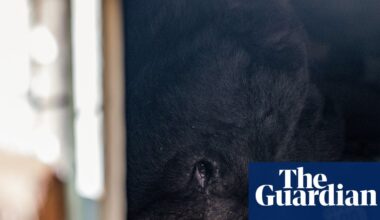 ‘Cute but unbearable’ freeloading bear discovered in another LA crawlspace | Los Angeles