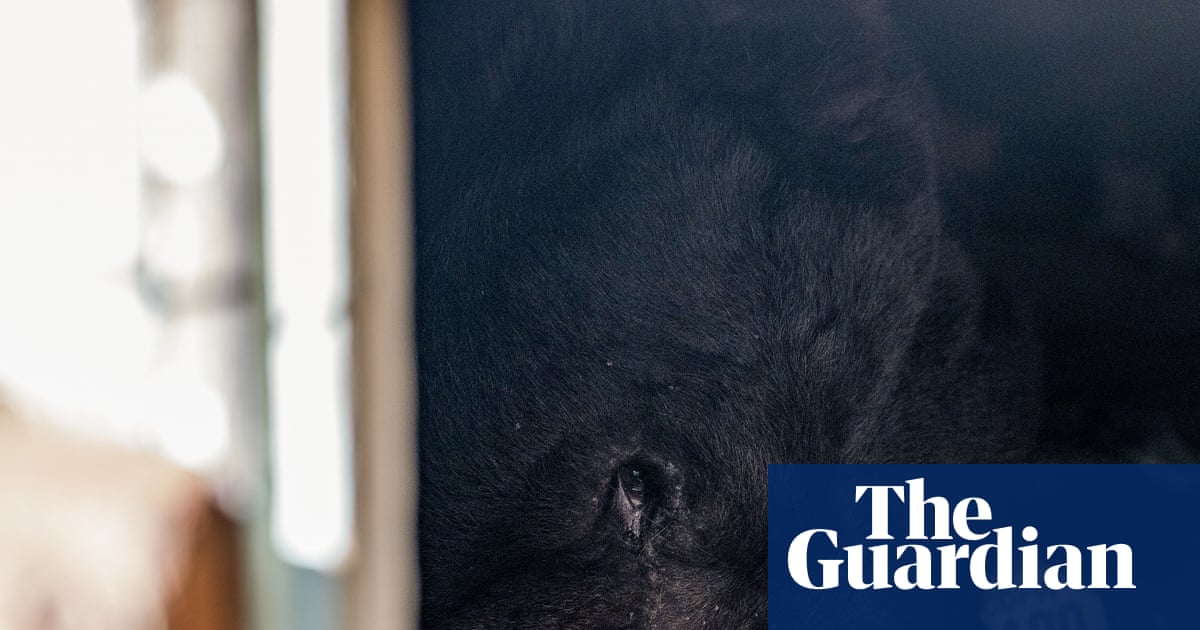‘Cute but unbearable’ freeloading bear discovered in another LA crawlspace | Los Angeles