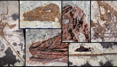 Independent assembly of the flight apparatus in a non-avian dinosaur clade
