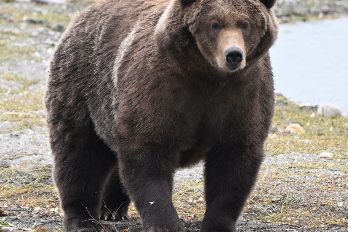 Fat Bear Week finalists Bear 910 and Backpack face off for the crown