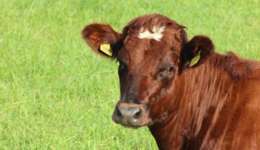 Bluetongue risk 'very high' on Isle of Wight after cases confirmed