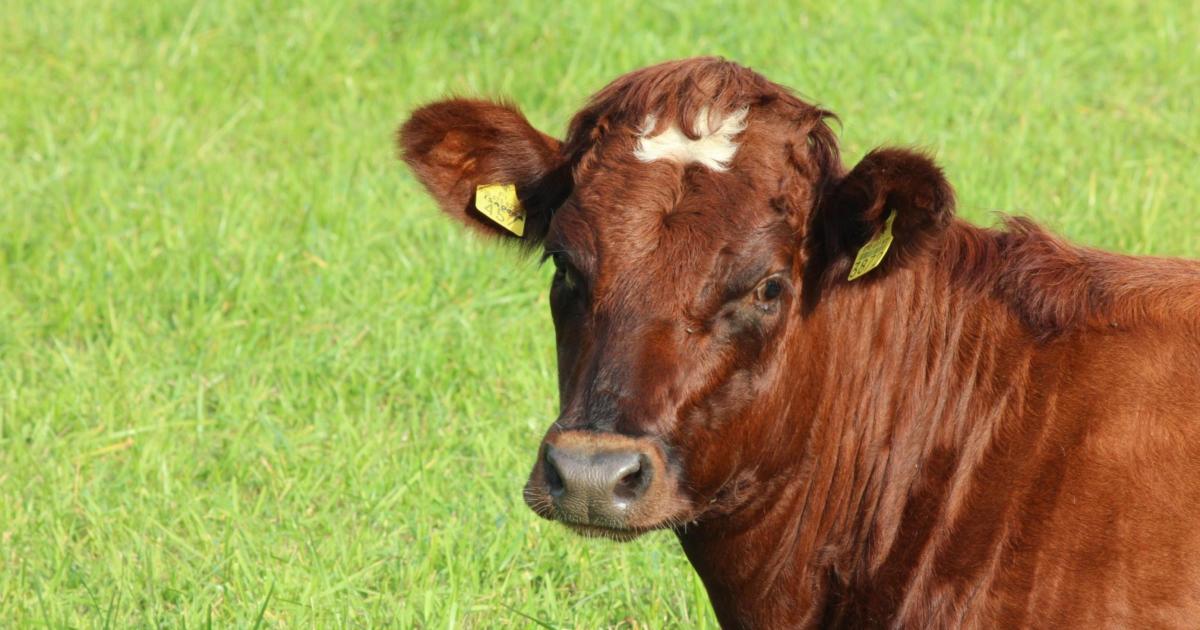 Bluetongue risk 'very high' on Isle of Wight after cases confirmed