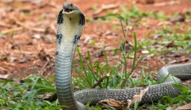 King Cobra among dangerous wild animals living in Wiltshire