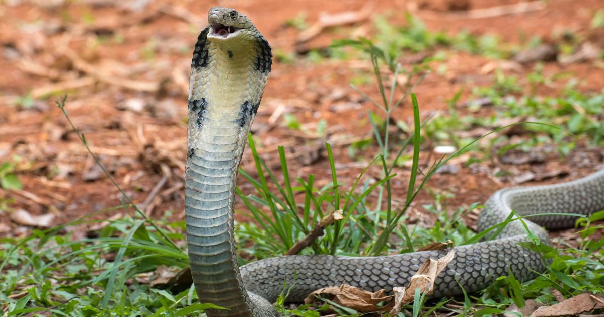 King Cobra among dangerous wild animals living in Wiltshire