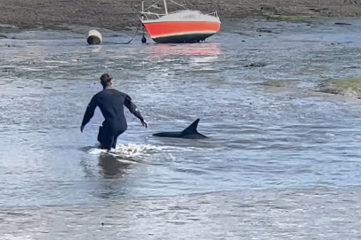 Connor rescuing the stranded dolphin