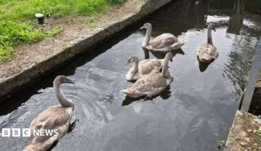Five fluffy cygnets swim together in a narrow canal beside stone and grassy banks, with a wooden lock gate and green fields in the background.