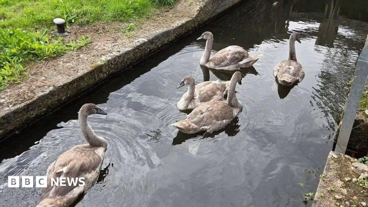 Five fluffy cygnets swim together in a narrow canal beside stone and grassy banks, with a wooden lock gate and green fields in the background.