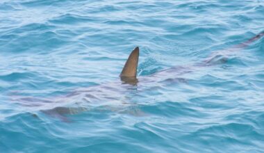 Shark found stranded on Northumberland coast beach
