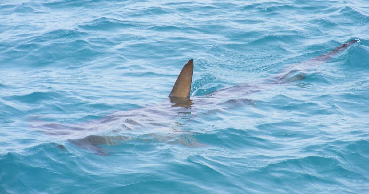 Shark found stranded on Northumberland coast beach