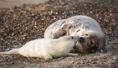 Where in Norfolk you're almost certain to see seals in autumn