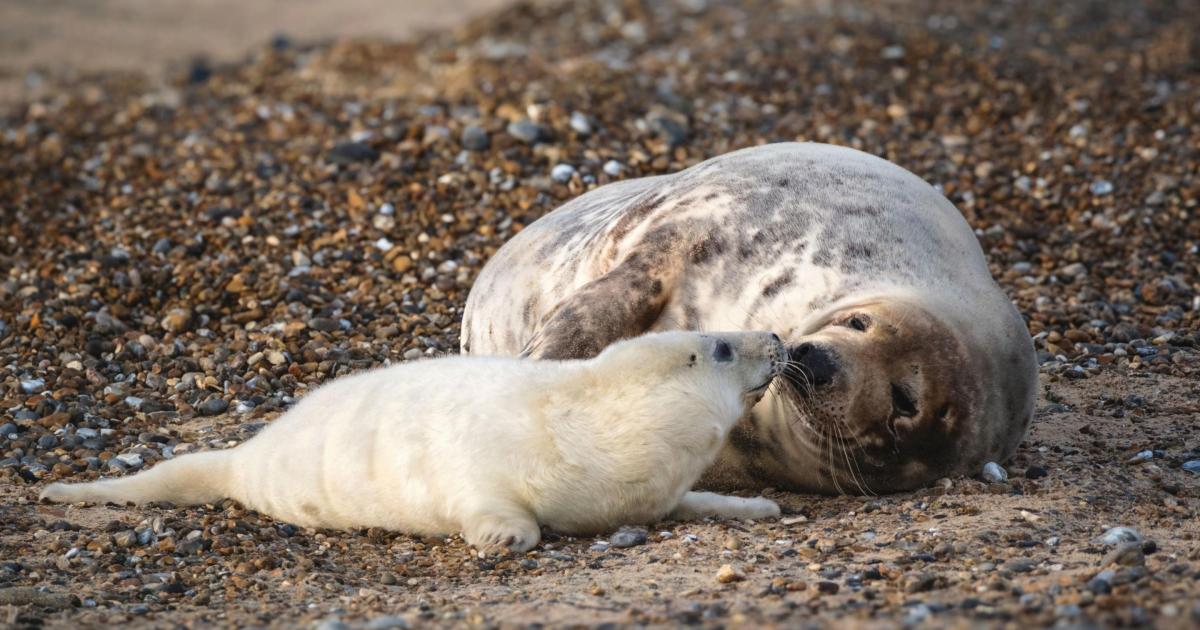 Where in Norfolk you're almost certain to see seals in autumn