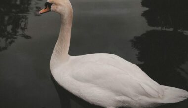 Swan found dead with head removed in Roundhay Park, Leeds