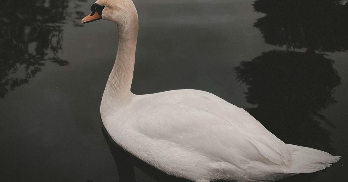 Swan found dead with head removed in Roundhay Park, Leeds