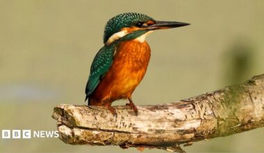 A kingfisher perching on a branch at Strumpshaw Fen nature reserve in Norfolk. The bird has a mixture of teal and orange coloured feathers.