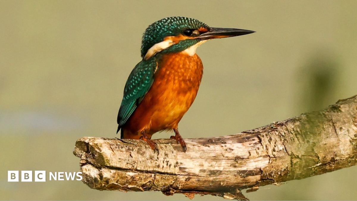 A kingfisher perching on a branch at Strumpshaw Fen nature reserve in Norfolk. The bird has a mixture of teal and orange coloured feathers.