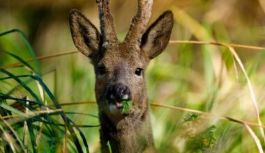 Nearly 500 deer hit by vehicles in Hampshire so far in 2026
