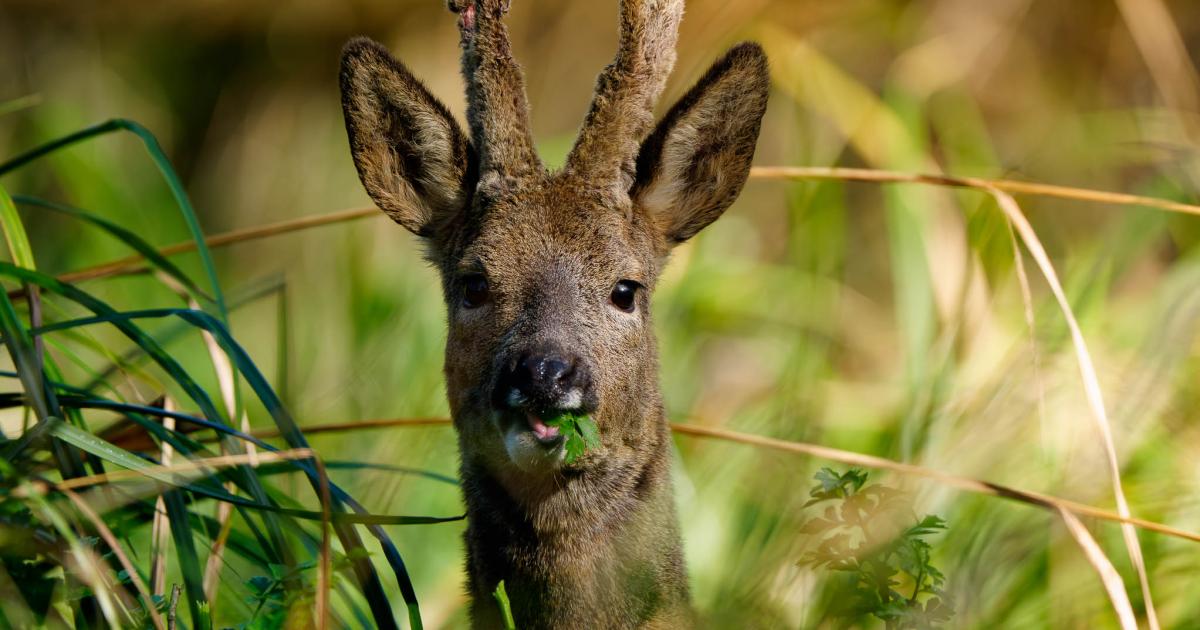 Nearly 500 deer hit by vehicles in Hampshire so far in 2026