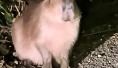 Missing capybara Samba still evading capture six months on