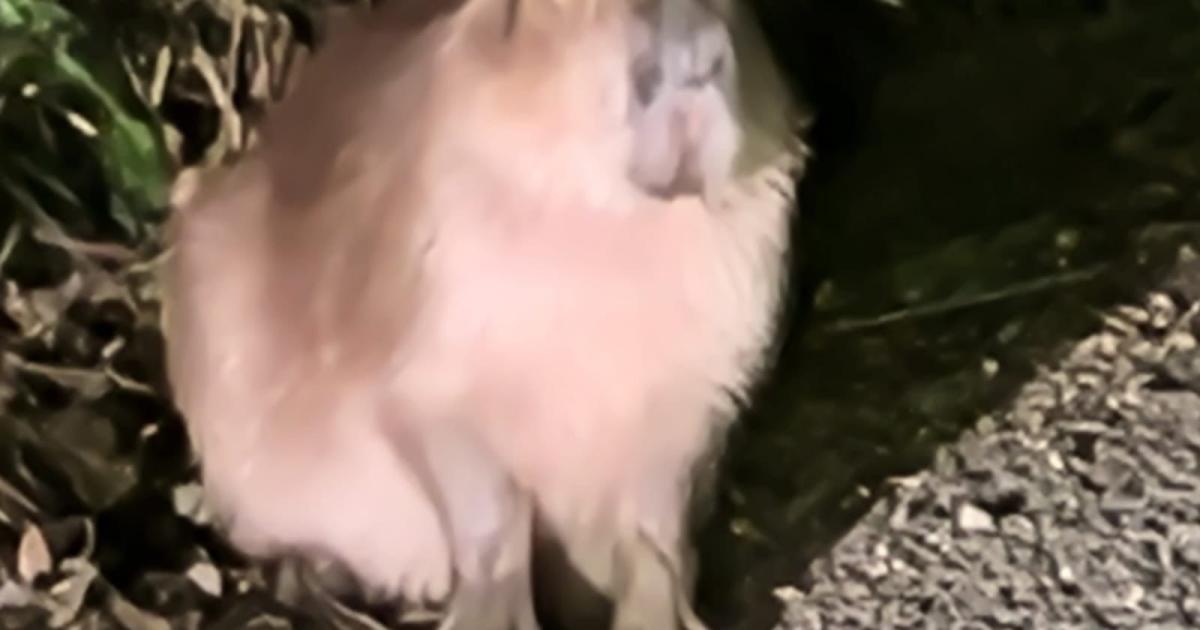 Missing capybara Samba still evading capture six months on