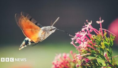A hummingbird hawk-moth with large orange wings which shutter rapidly feeds from a red valerian flower.