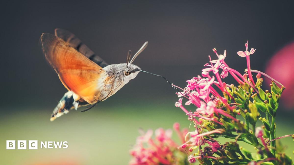 A hummingbird hawk-moth with large orange wings which shutter rapidly feeds from a red valerian flower.