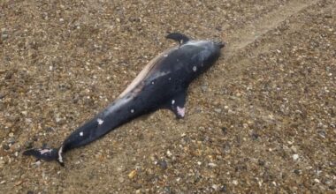 Dead dolphin found washed up on beach at Hove Lawns
