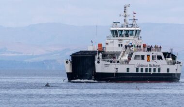 'Cetacean soup' in West Scotland as whale sightings surge