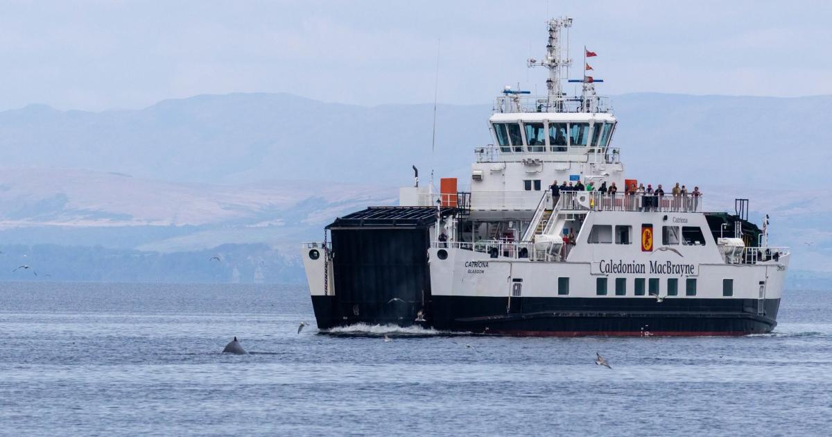 'Cetacean soup' in West Scotland as whale sightings surge