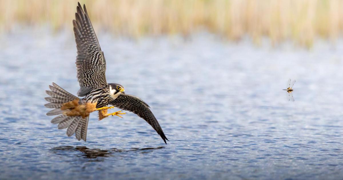 Norfolk Wildlife Trust reveals winning wildlife photographs