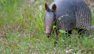 Armadillo on the loose in Eastbourne after dramatic escape