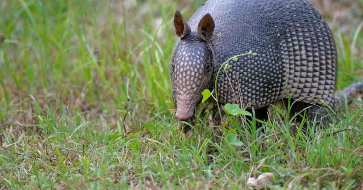 Armadillo on the loose in Eastbourne after dramatic escape