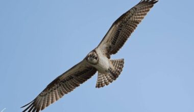 Osprey photographed above Bodenham in Herefordshire
