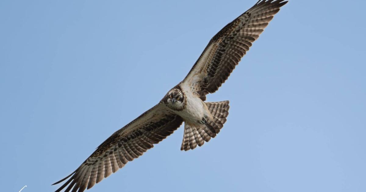 Osprey photographed above Bodenham in Herefordshire