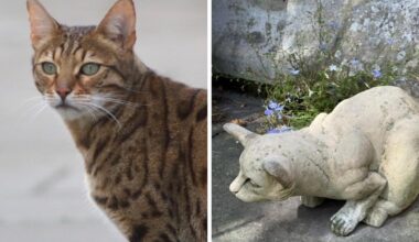 Missing York Cat Trail sculpture returns to Goodramgate home