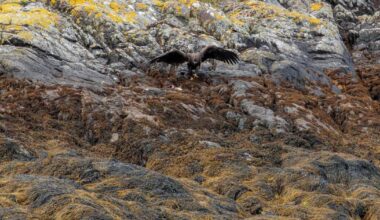 Rare eagle chicks spotted fledging from Highland loch