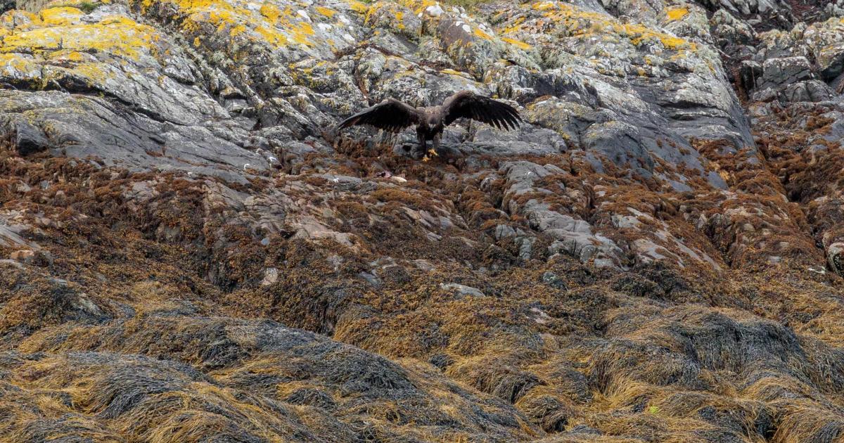 Rare eagle chicks spotted fledging from Highland loch