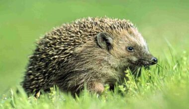 Lin Bensley: Why hedgehogs are on decline in our gardens