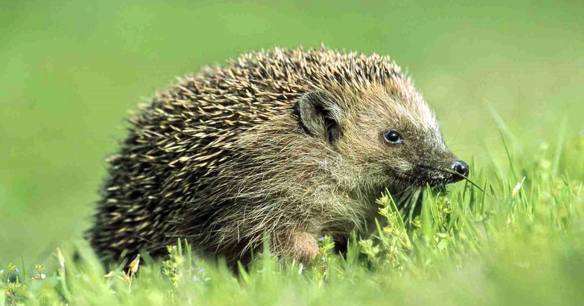 Lin Bensley: Why hedgehogs are on decline in our gardens