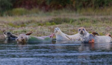 Photographer captures four seals together in Poole Harbour