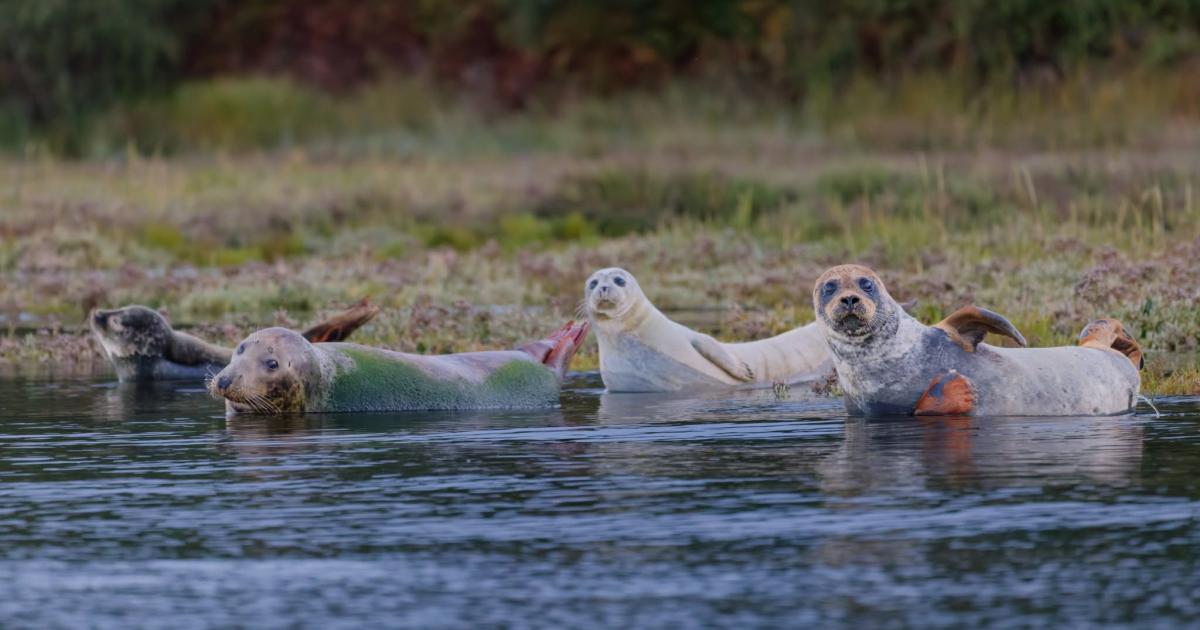 Photographer captures four seals together in Poole Harbour