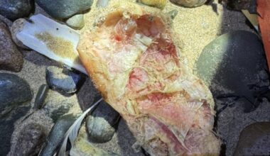 Earnse Bay: Sea urchin mistaken for washed up body part