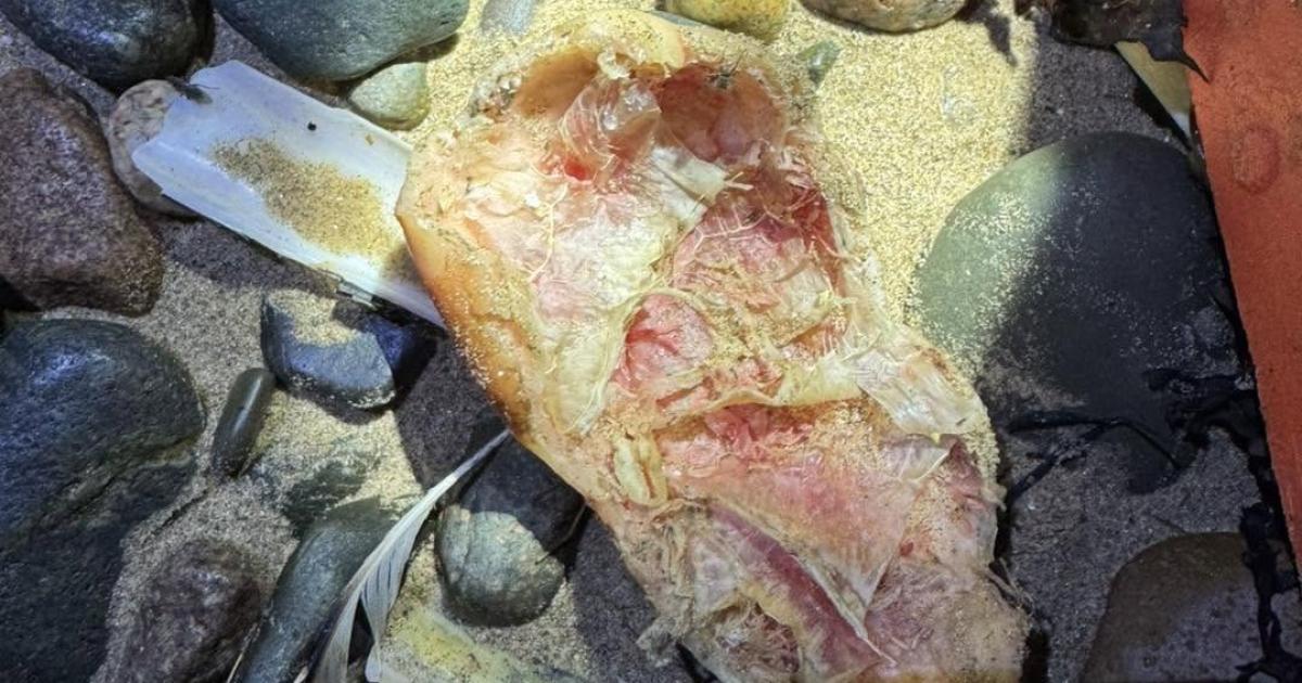 Earnse Bay: Sea urchin mistaken for washed up body part