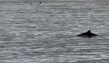 Dolphins spotted playing off Redcar beach in latest sighting
