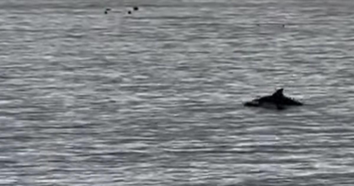 Dolphins spotted playing off Redcar beach in latest sighting